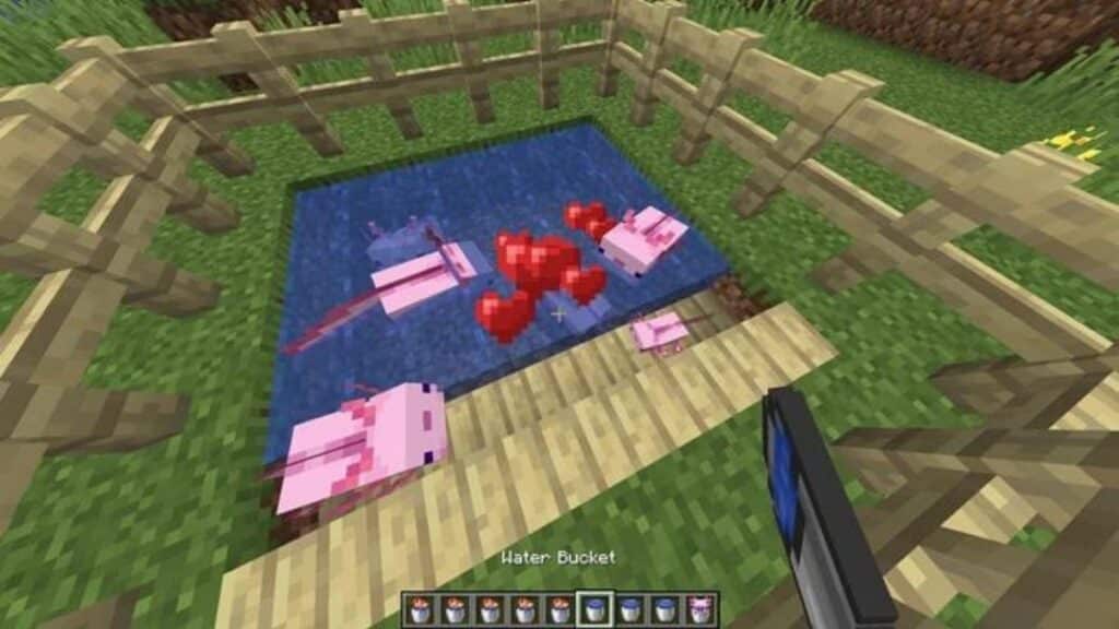 axolotls breeding in Minecraft